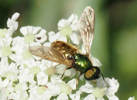 Broad-Centurian